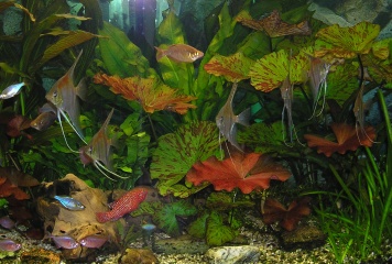 Blick in unser 350l Swasseraquarium